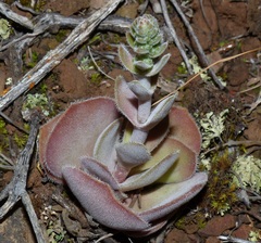 Crassula tomentosa