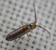 Tomoceridae