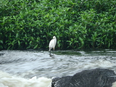 Egretta thula