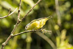 Chlorophonia cyanocephala
