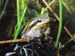 Litoria adelaidensis