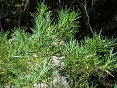 Buxus itremoensis image