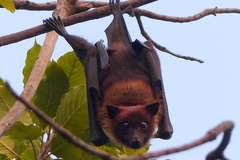 Indian Flying Fox photo 5