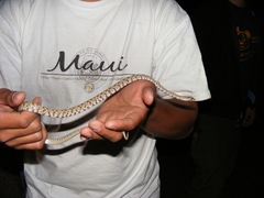 Trimorphodon lyrophanes