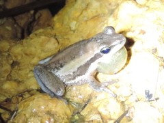 Litoria adelaidensis