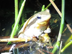 Litoria adelaidensis