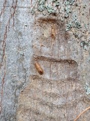Insecta