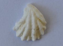 Plicatula gibbosa image