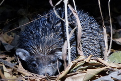 Paraechinus micropus