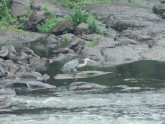 Ardea cocoi