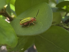 Disonycha quinquelineata
