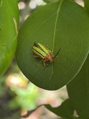 Disonycha quinquelineata