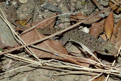 Hemidactylus kushmorensis