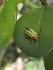 Disonycha quinquelineata