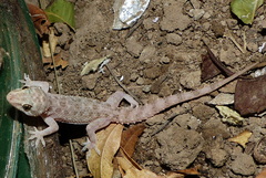 Hemidactylus kushmorensis
