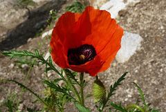 Papaver pavoninum