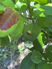 Disonycha quinquelineata