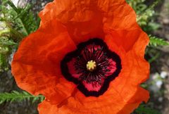Papaver pavoninum
