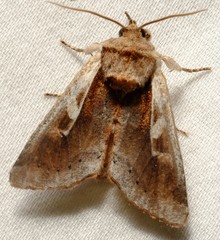 Meropleon cosmion