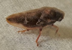 Aphrophora saratogensis