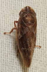 Aphrophora saratogensis