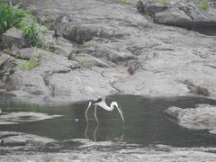 Ardea cocoi