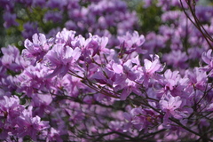 Rhododendron