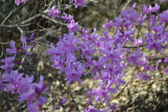 Rhododendron