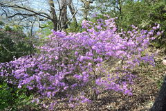 Rhododendron