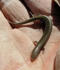 Chalcides bedriagai