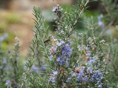 Apis mellifera iberiensis