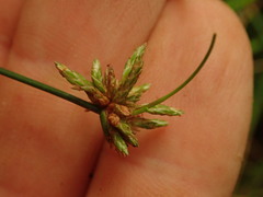 Isolepis reticularis