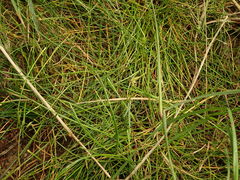 Isolepis reticularis