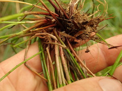 Isolepis reticularis