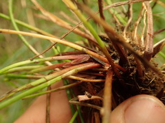 Isolepis reticularis
