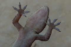 Hemidactylus kushmorensis