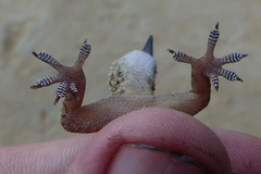 Hemidactylus kushmorensis