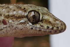 Hemidactylus kushmorensis