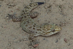 Hemidactylus kushmorensis