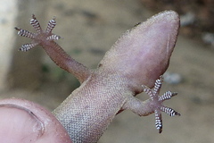 Hemidactylus kushmorensis