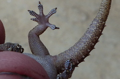 Hemidactylus kushmorensis