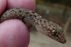 Hemidactylus kushmorensis
