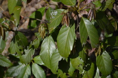 Quercus glauca