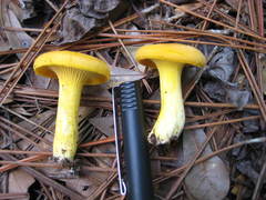 Cantharellus tenuithrix