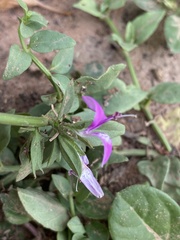 Dicliptera minor minor