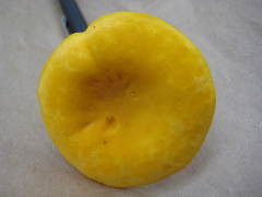 Cantharellus tenuithrix