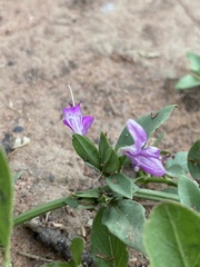 Dicliptera minor minor