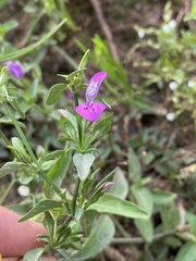 Dicliptera minor minor