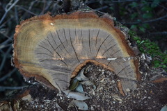 Quercus glauca