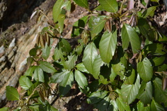 Quercus glauca